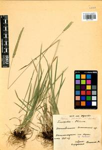 Phleum phleoides (L.) H.Karst., Siberia, Baikal & Transbaikal region (S4) (Russia)