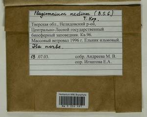 Plagiomnium medium (Bruch & Schimp.) T.J. Kop., Bryophytes, Bryophytes - Middle Russia (B6) (Russia)