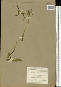 Echinochloa crus-galli (L.) P.Beauv., Eastern Europe, North Ukrainian region (E11) (Ukraine)
