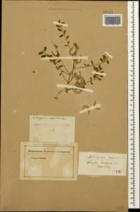 Astragalus hamosus L., Caucasus (no precise locality) (K0)