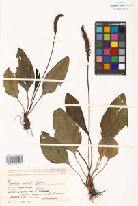 Plantago cornuti Gouan, Eastern Europe, Lower Volga region (E9) (Russia)