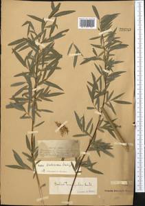 Salix kirilowiana Stschegl., Middle Asia, Dzungarian Alatau & Tarbagatai (M5) (Kazakhstan)