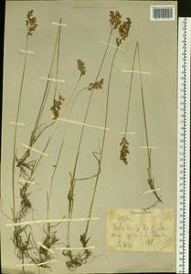 Anthoxanthum nitens (Weber) Y.Schouten & Veldkamp, Siberia, Western Siberia (S1) (Russia)