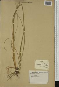Thinopyrum elongatum (Host) D.R.Dewey, Western Europe (EUR) (Italy)