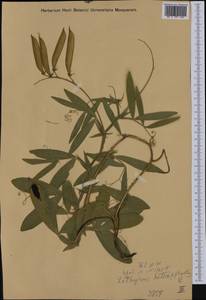 Lathyrus grandiflorus Sibth. & Sm., Western Europe (EUR) (Not classified)