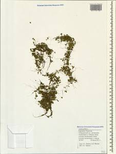 Lemna gibba L., Caucasus, Stavropol Krai, Karachay-Cherkessia & Kabardino-Balkaria (K1b) (Russia)