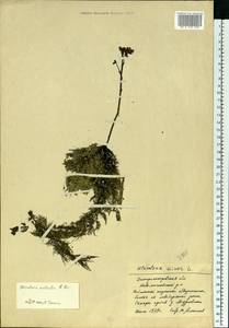 Utricularia ×australis R. Br., Eastern Europe, South Ukrainian region (E12) (Ukraine)