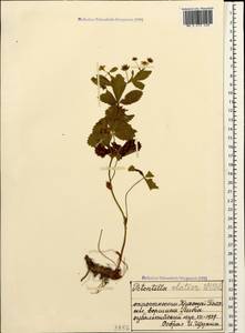 Potentilla elatior Willd. ex D. F. K. Schltdl., Caucasus, Krasnodar Krai & Adygea (K1a) (Russia)