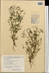 Fumaria officinalis L., Caucasus, Georgia (K4) (Georgia)