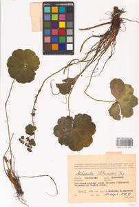 Alchemilla litwinowii Juz., Eastern Europe, Western region (E3) (Russia)