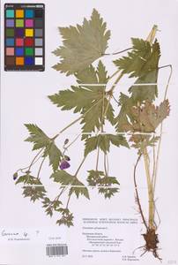 Geranium, Eastern Europe, Central region (E4) (Russia)