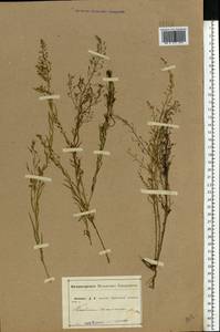 Thesium ramosum Hayne, Eastern Europe, Central forest-and-steppe region (E6) (Russia)