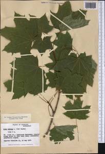 Acer rubrum L., America (AMER) (United States)