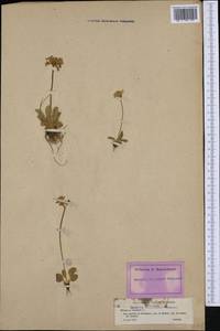 Primula farinosa L., Western Europe (EUR) (France)