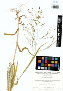 Panicum miliaceum L., Siberia, Baikal & Transbaikal region (S4) (Russia)