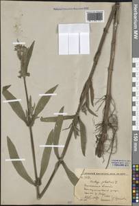 Stachys palustris L., Eastern Europe, Central forest-and-steppe region (E6) (Russia)