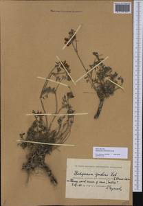 Hedysarum schellianum Knjaz., Middle Asia, Caspian Ustyurt & Northern Aralia (M8) (Kazakhstan)