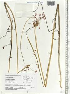 Allium oleraceum L., Eastern Europe, Central region (E4) (Russia)