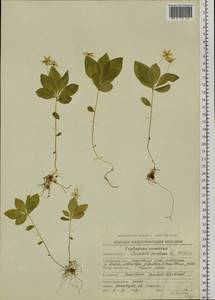 Lysimachia europaea var. arctica (Fisch. ex Hook.), Siberia, Chukotka & Kamchatka (S7) (Russia)