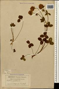 Trifolium pratense L., Caucasus, Georgia (K4) (Georgia)