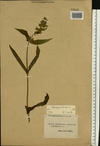 Stachys palustris L., Eastern Europe, Northern region (E1) (Russia)