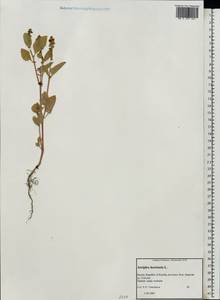Atriplex hortensis L., Eastern Europe, Northern region (E1) (Russia)