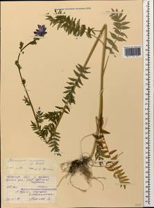 Polemonium caucasicum N. Busch, Caucasus, North Ossetia, Ingushetia & Chechnya (K1c) (Russia)