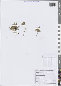 Stellaria longipes subsp. longipes, Siberia, Central Siberia (S3) (Russia)