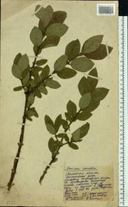 Lonicera caerulea L., Eastern Europe, Moscow region (E4a) (Russia)