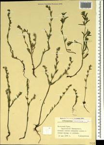 Buglossoides tenuiflora (L. fil.) I. M. Johnst., Crimea (KRYM) (Russia)