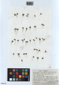 Spirodela polyrhiza (L.) Schleid., Siberia, Altai & Sayany Mountains (S2) (Russia)