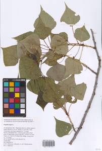 Populus nigra L., Eastern Europe, Lower Volga region (E9) (Russia)