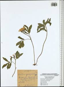 Cardamine quinquefolia (M. Bieb.) Schmalh., Eastern Europe, Central region (E4) (Russia)