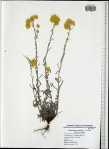 Helichrysum arenarium (L.) Moench, Eastern Europe, Central region (E4) (Russia)