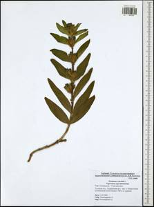 Gentiana cruciata, Eastern Europe, Central region (E4) (Russia)