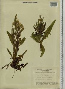 Lactuca tatarica (L.) C. A. Mey., Siberia, Western Siberia (S1) (Russia)