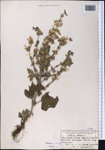 Salvia sclarea L., Middle Asia, Northern & Central Tian Shan (M4) (Kazakhstan)