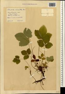 Potentilla micrantha Ramond ex DC., Caucasus, Krasnodar Krai & Adygea (K1a) (Russia)