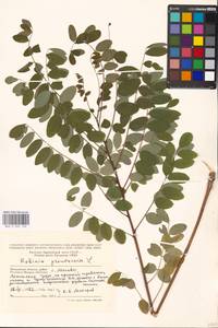Robinia pseudoacacia L., Eastern Europe, Moscow region (E4a) (Russia)