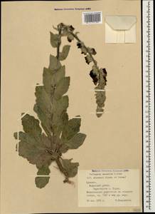 Verbascum saccatum C. Koch, Caucasus, Armenia (K5) (Armenia)