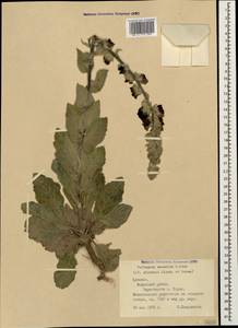 Verbascum saccatum K.Koch, Caucasus, Armenia (K5) (Armenia)