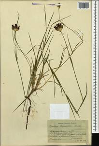Dianthus ruprechtii Schischk.,, Caucasus, Black Sea Shore (from Novorossiysk to Adler) (K3) (Russia)