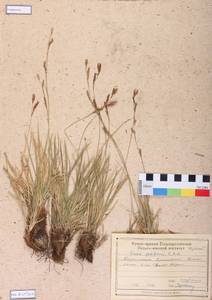 Carex pediformis C.A.Mey., Siberia, Central Siberia (S3) (Russia)