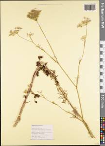 Pimpinella peregrina L., Caucasus, Black Sea Shore (from Novorossiysk to Adler) (K3) (Russia)