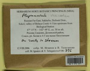 Plagiomnium vesicatum (Besch.) T.J. Kop., Bryophytes, Bryophytes - Russian Far East (excl. Chukotka & Kamchatka) (B20) (Russia)