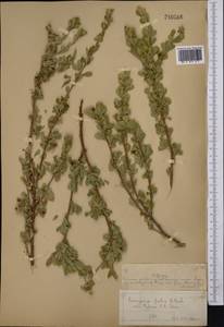 Caragana frutex (L.) K.Koch, Middle Asia, Muyunkumy, Balkhash & Betpak-Dala (M9) (Kazakhstan)