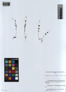 KUZ 004 177, Moehringia lateriflora (L.) Fenzl, Siberia, Altai & Sayany Mountains (S2) (Russia)