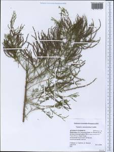 Tamarix ramosissima Ledeb., Middle Asia, Northern & Central Tian Shan (M4) (Kyrgyzstan)
