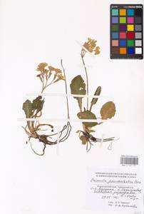 Primula pseudoelatior Kuzn., Caucasus, Black Sea Shore (from Novorossiysk to Adler) (K3) (Russia)
