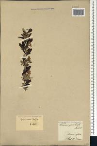 Prunus incana (Pall.) Steven, Caucasus, Armenia (K5) (Armenia)
